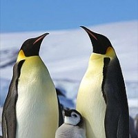Penguincum66