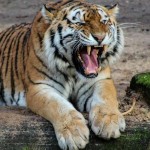 SonyaTiger23