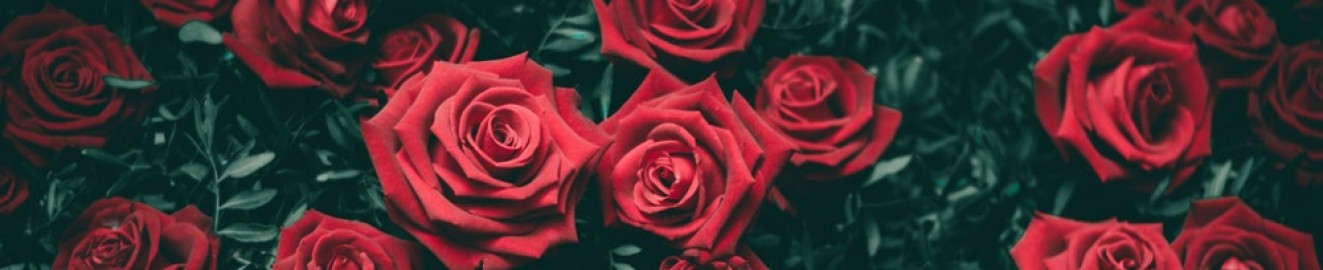 Cajun Rose