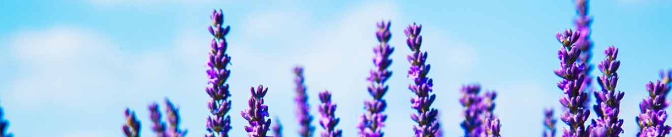 Lavender Leigh