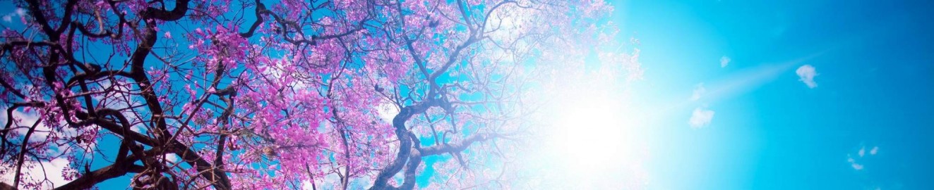 Secret_of_Lily