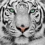 TheWhiteTiger97