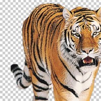 Nepali Tiger Pussy