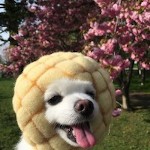 spunkosaurusrex