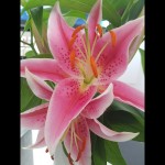 CouplexFlower