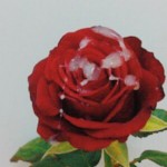 SweetCummm