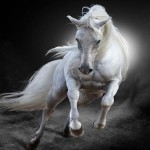 Pale_Stallion