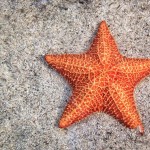 optimisticstarfish