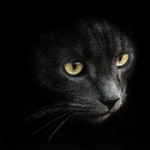 Vlad Cat