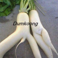 dumkoong