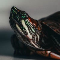 trimonox