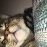 Xxsugar_babyxX