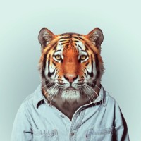 KongoTiger