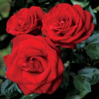 ScarletRose69