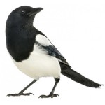 rusmagpie