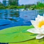 waterlily6969