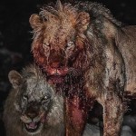 kinguntamed
