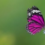 Sexymixedgirl4200