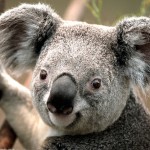 Romantic Koala