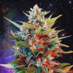 BigNinja42069