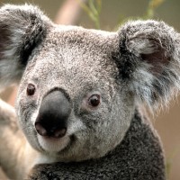 Hopeful Koala