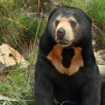 The Great Bearon
