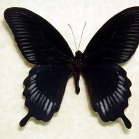 Rainbowbutterfly22