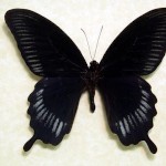 Rainbowbutterfly22