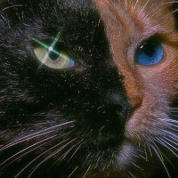 cinnamonpirate