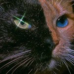 cinnamonpirate