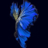 flyteruz