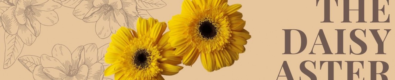 Daisy Aster