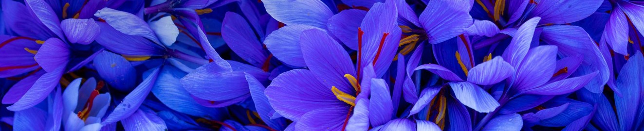 Saffron Solera