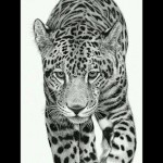 jaguarmexa