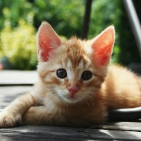 misskittymagnolia