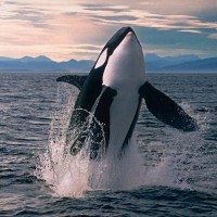 Orca86
