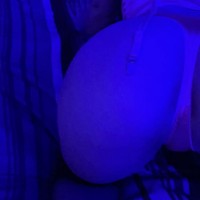 ThemommyandDaddy