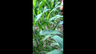 Farmer's Fucked in a Cornfield