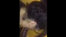 latina girl suck bbc