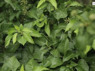 Breed them big scene-1