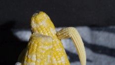 That Sexy Corn