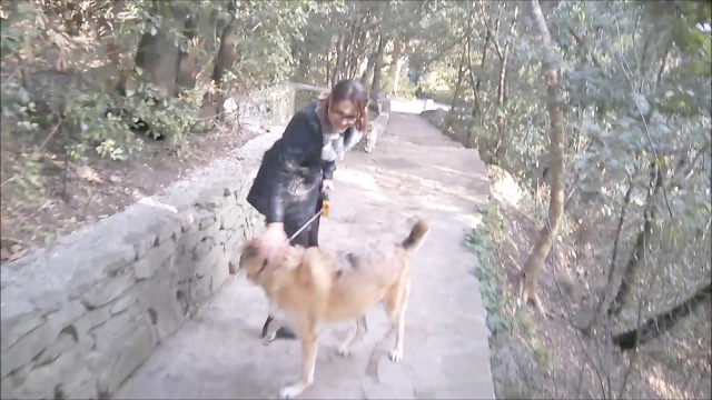 Öffentlicher Sex Beim Gassigehen Mit Dem Hund