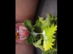 Nettle Torture Orgasm