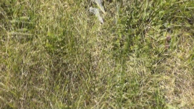 Un Pervers Se Branle et Se Vide Les Couilles En Matant Une Femme Entrain De Bronzer Nue Sur La Plage - POV