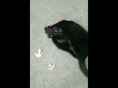 Using a toy to play with my kitty