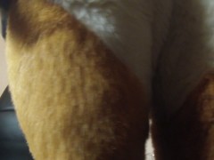 wagging my tail