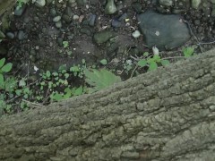 Peeing From a Fallen Tree in a Public Park