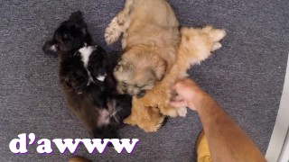 XXX PAWN - Things Get Weird When Valerie White Brings Puppies Into Our Shop