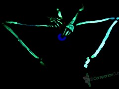 Blacklight Skeleton Masturbation and Cum