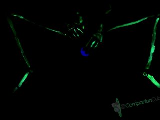 Blacklight Skeleton Masturbation and Cum